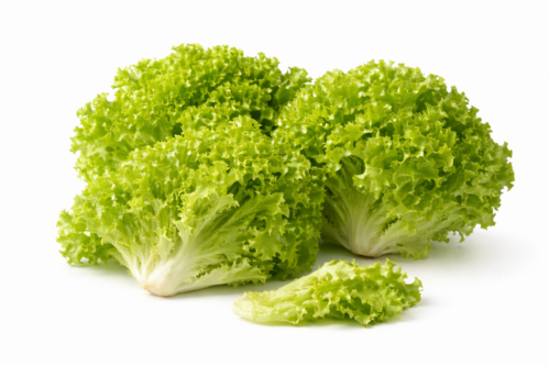 Insalata Gentilina